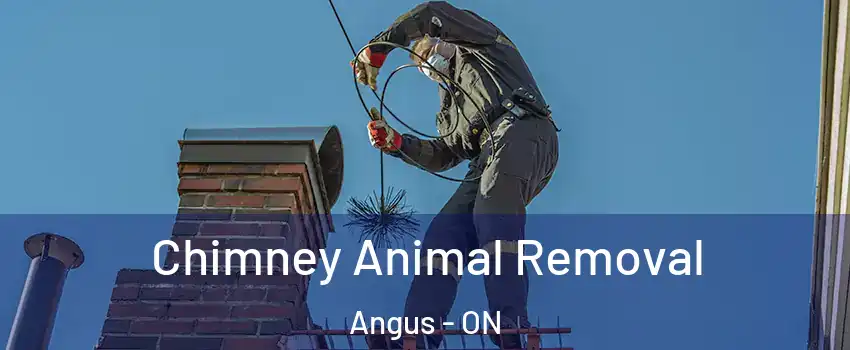 Chimney Animal Removal Angus - ON