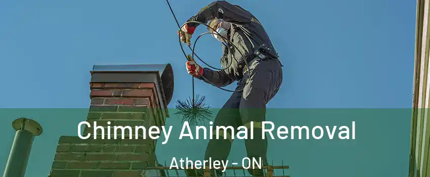  Chimney Animal Removal Atherley - ON
