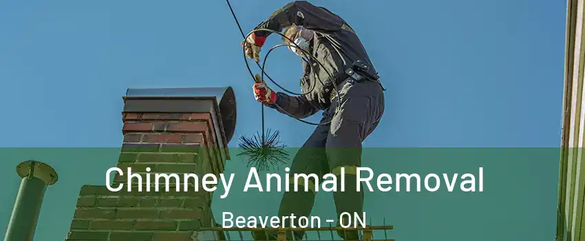  Chimney Animal Removal Beaverton - ON