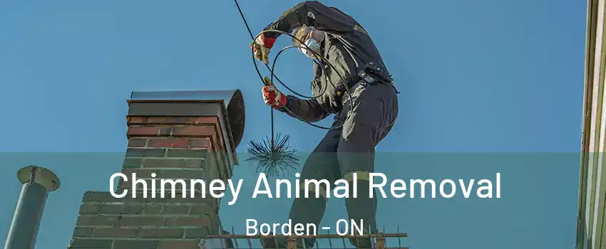  Chimney Animal Removal Borden - ON