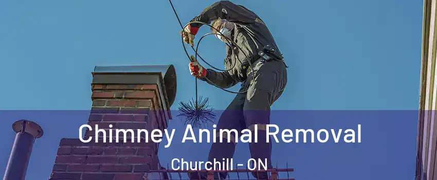  Chimney Animal Removal Churchill - ON