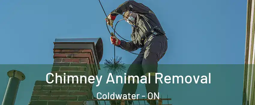  Chimney Animal Removal Coldwater - ON