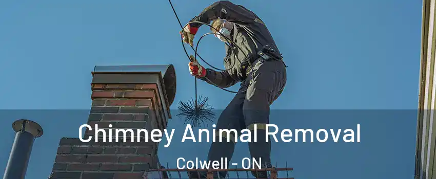  Chimney Animal Removal Colwell - ON