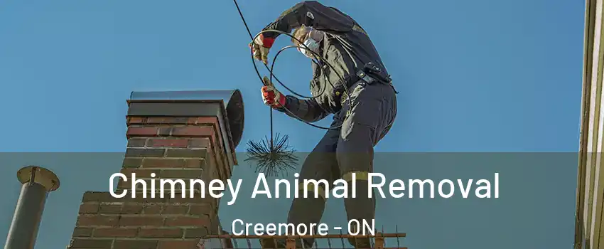 Chimney Animal Removal Creemore - ON