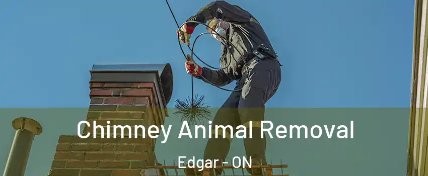 Chimney Animal Removal Edgar - ON