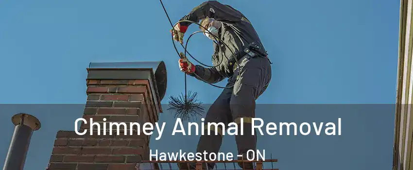  Chimney Animal Removal Hawkestone - ON