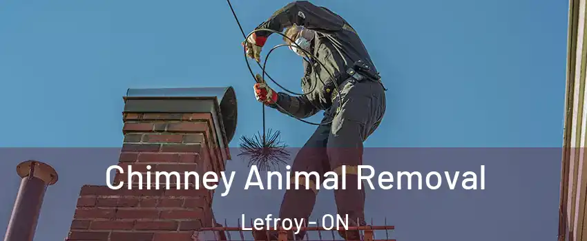  Chimney Animal Removal Lefroy - ON