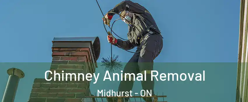  Chimney Animal Removal Midhurst - ON