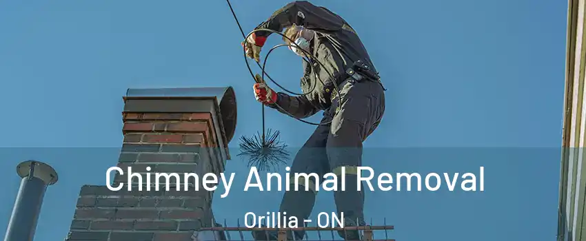  Chimney Animal Removal Orillia - ON