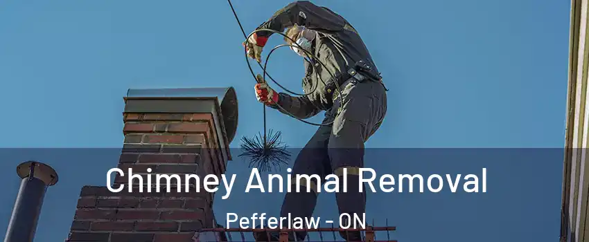  Chimney Animal Removal Pefferlaw - ON
