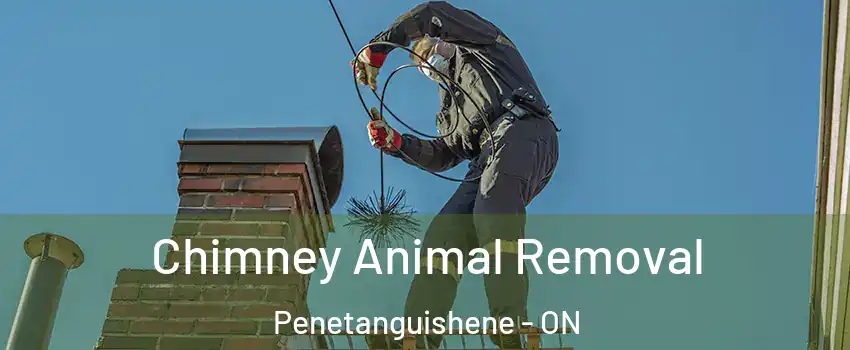  Chimney Animal Removal Penetanguishene - ON
