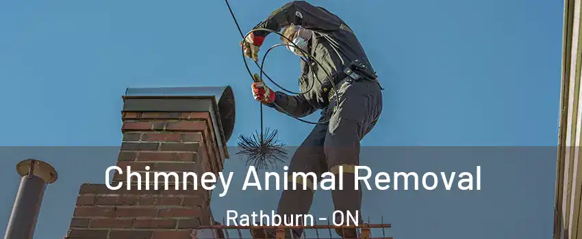  Chimney Animal Removal Rathburn - ON