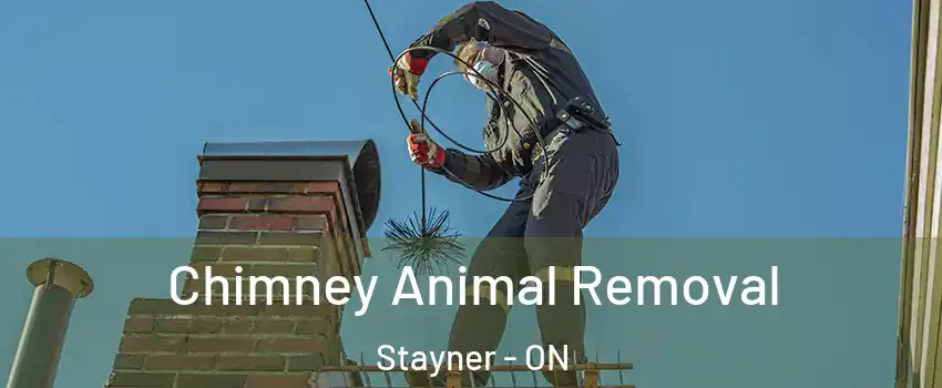  Chimney Animal Removal Stayner - ON