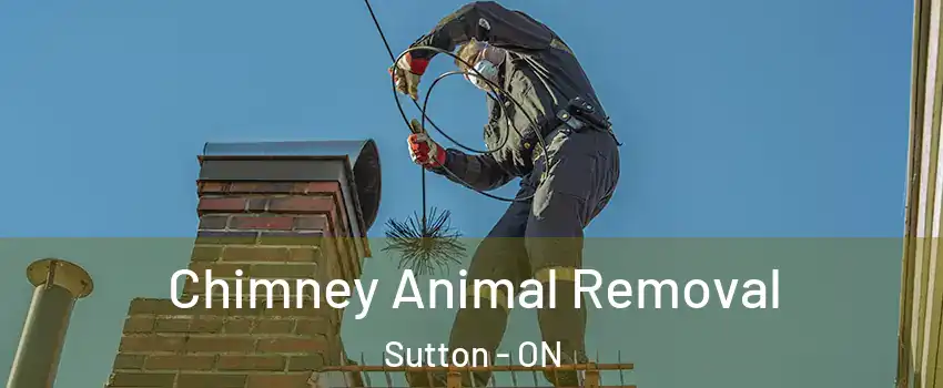  Chimney Animal Removal Sutton - ON