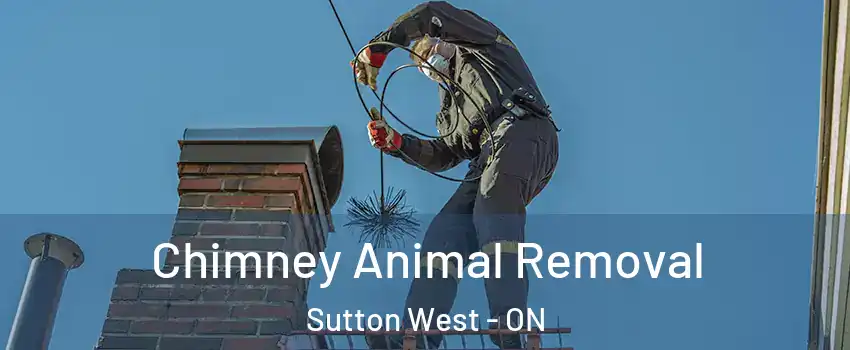  Chimney Animal Removal Sutton West - ON