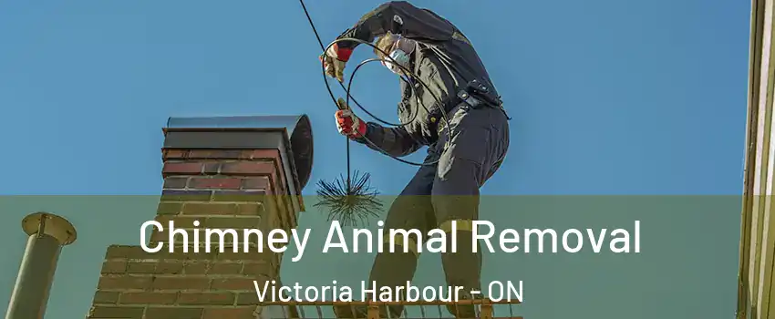  Chimney Animal Removal Victoria Harbour - ON