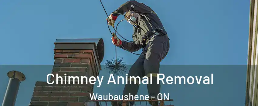  Chimney Animal Removal Waubaushene - ON