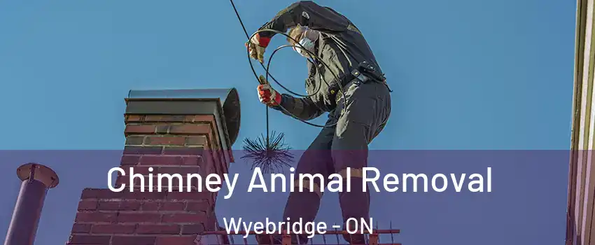  Chimney Animal Removal Wyebridge - ON